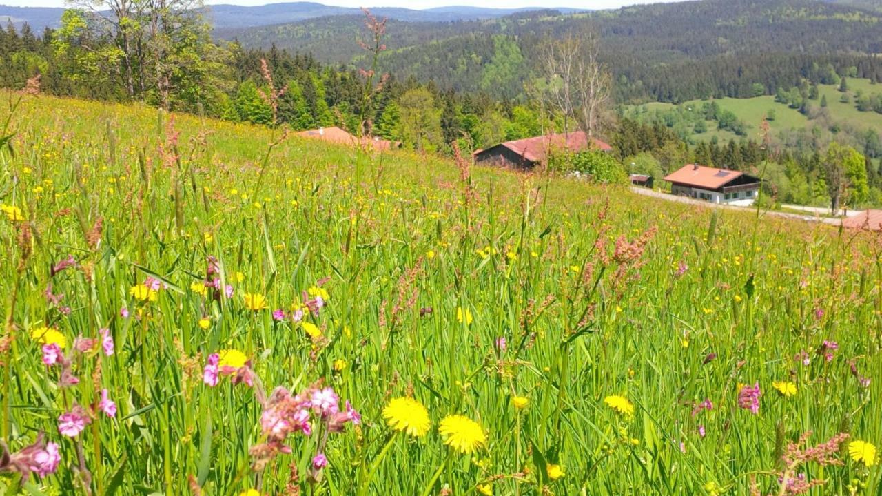 Appartamento Apartman Sumava - Bavorsky Les Mitterfirmiansreut Esterno foto